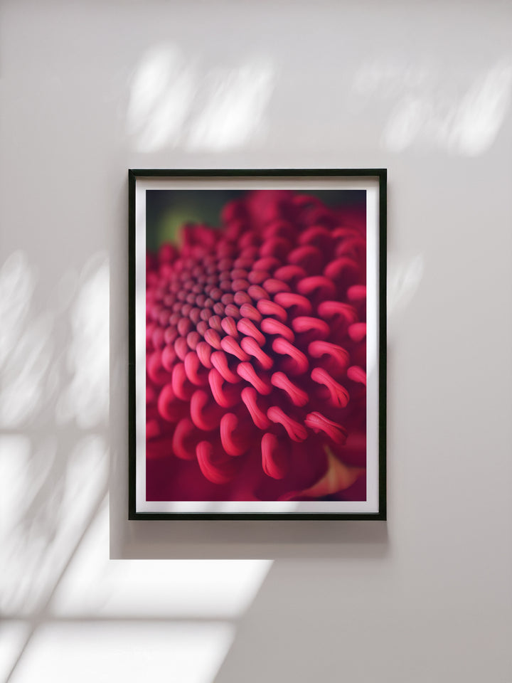 SPRING WARATAH