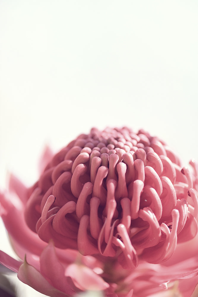 LONE WARATAH