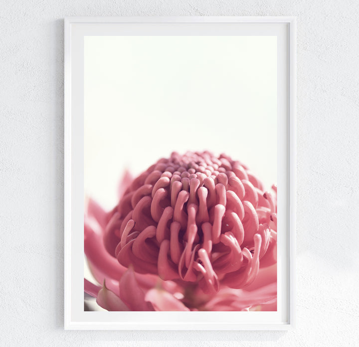 LONE WARATAH