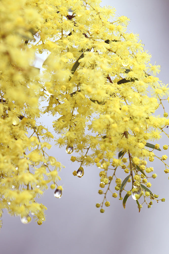 WATTLE RAIN
