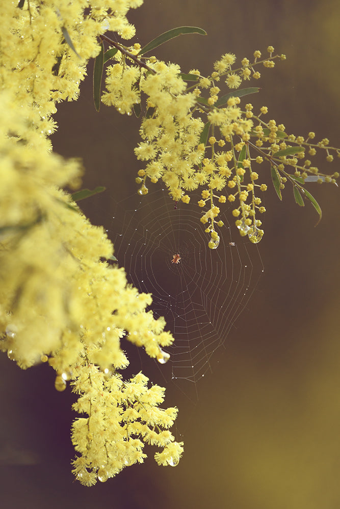 SET OF 3 – AFTER THE RAIN