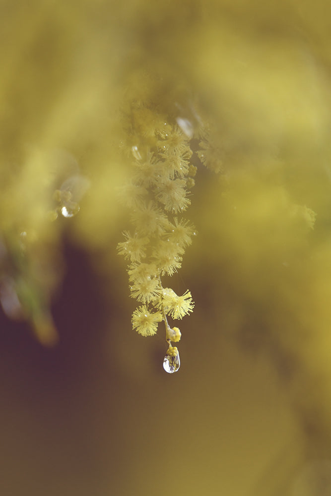 SET OF 3 – AFTER THE RAIN