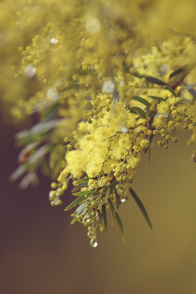 SET OF 2 - AFTER THE RAIN