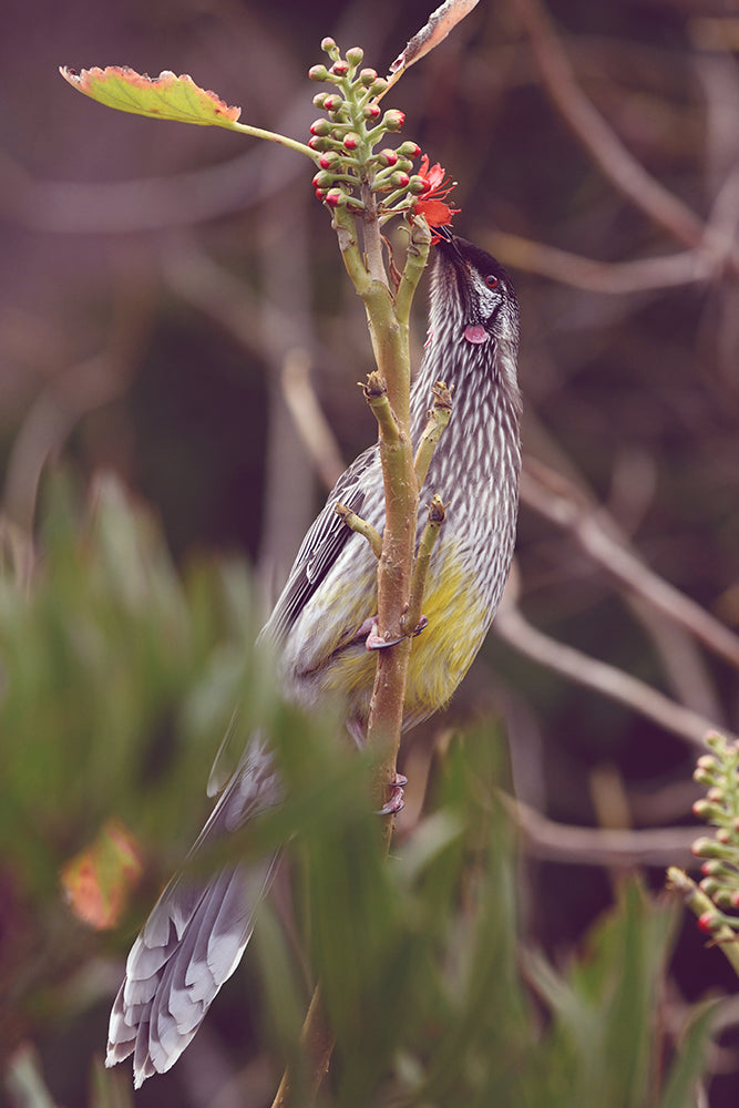 SET OF 2 - WATTLE BIRD