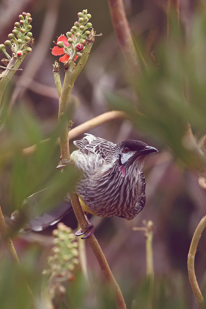 SET OF 2 - WATTLE BIRD