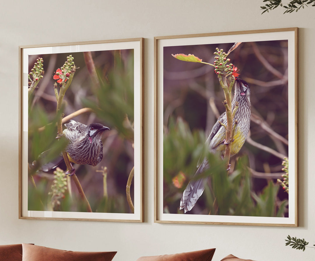 SET OF 2 - WATTLE BIRD
