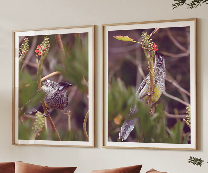 SET OF 2 - WATTLE BIRD