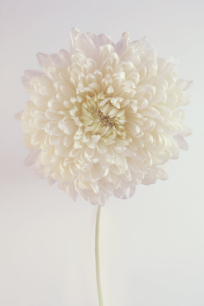 SOLO WHITE PEONY MUM