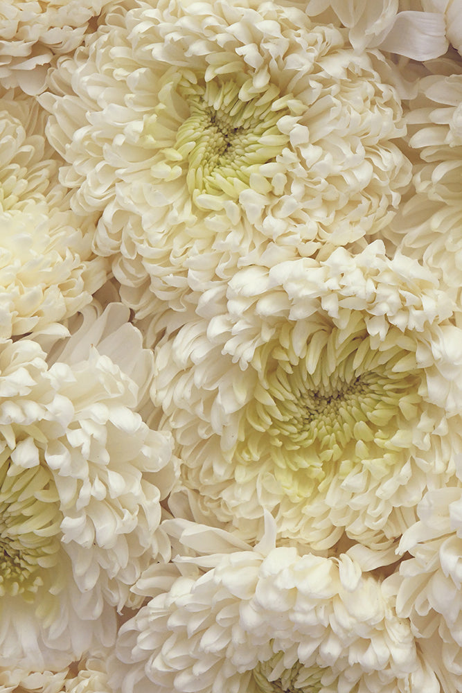 WHITE PEONY MUMS
