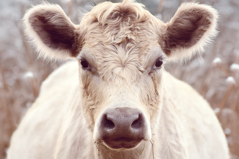 BESSIE