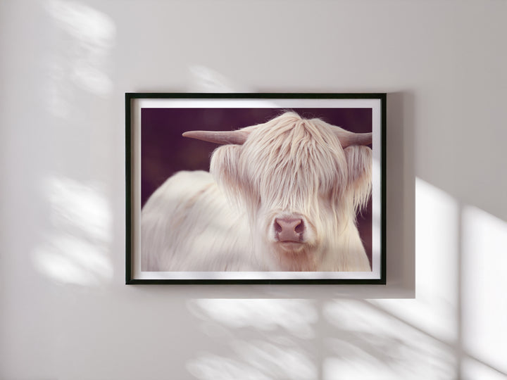 FLEUR THE WHITE HIGHLAND COW