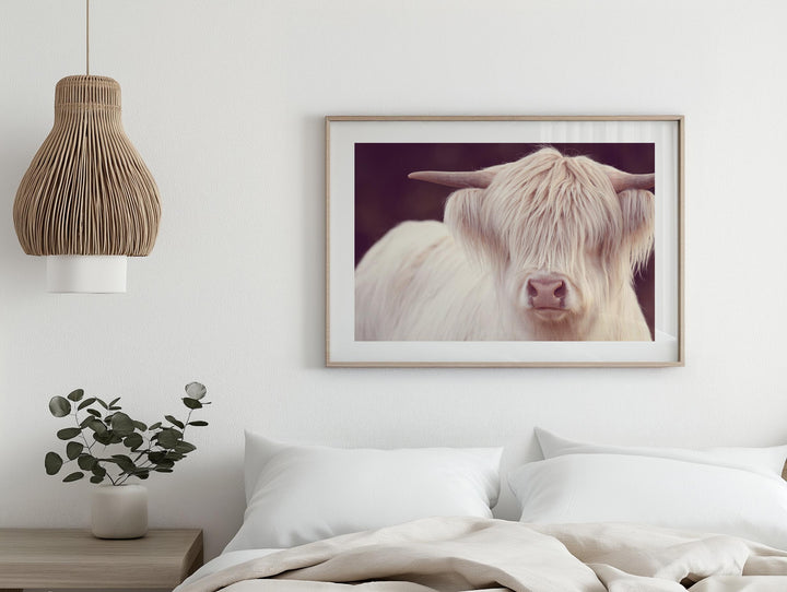 FLEUR THE WHITE HIGHLAND COW