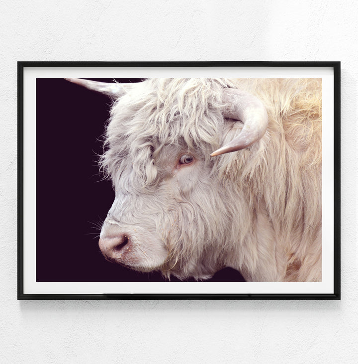 ARTHUR THE HIGHLAND COW