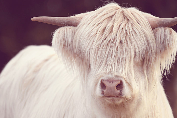 FLEUR THE WHITE HIGHLAND COW
