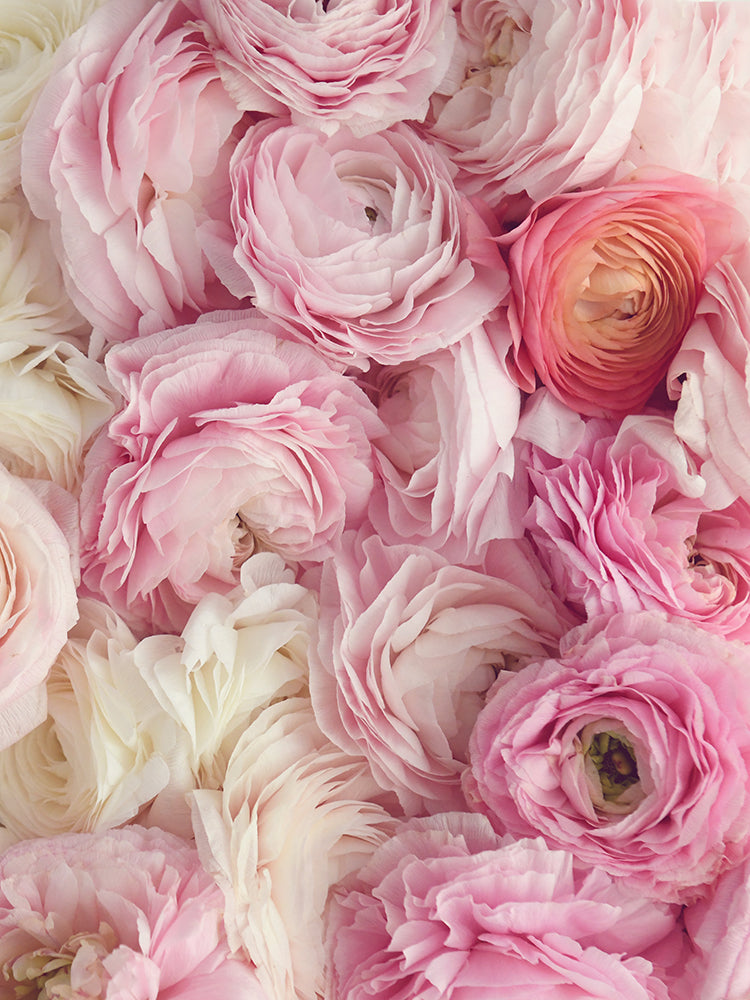 SET OF 2 – PINK OMBRE