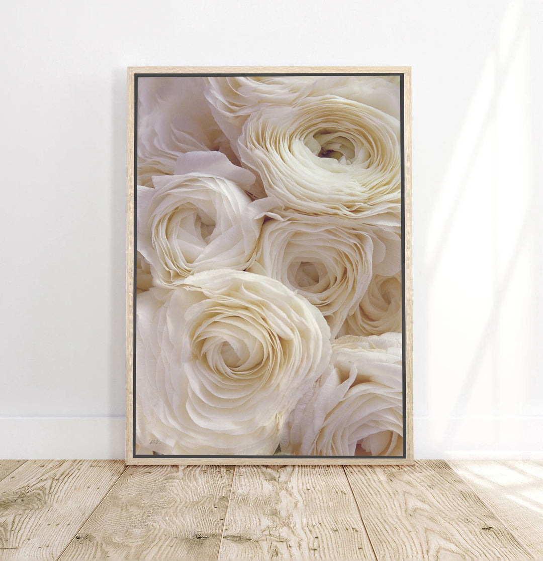 WHITE RANUNCULUS PORTRAIT