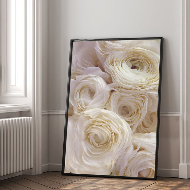 WHITE RANUNCULUS PORTRAIT