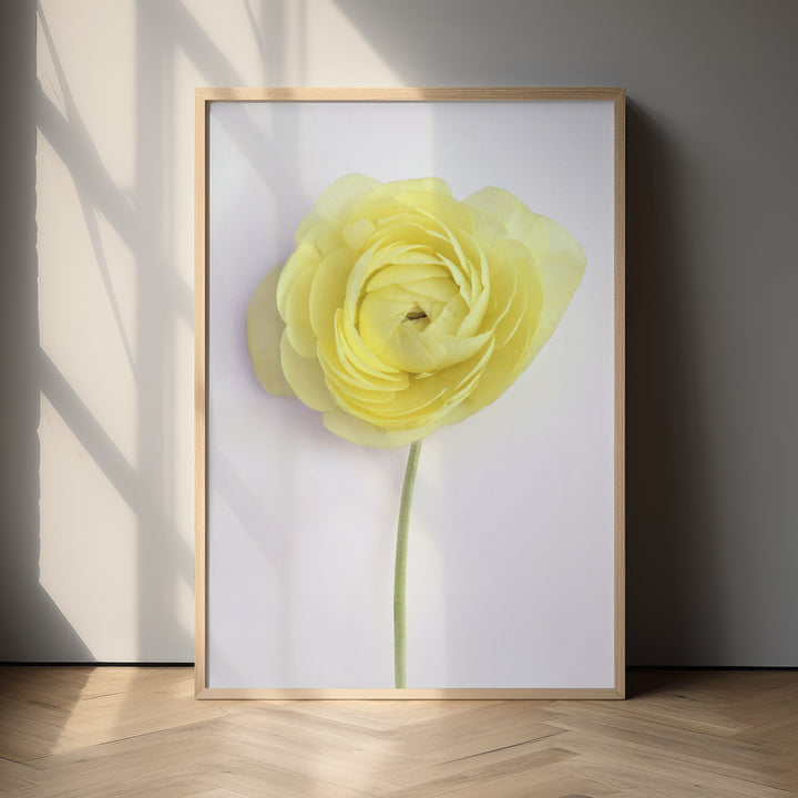 SOLO LEMON RANUNCULUS