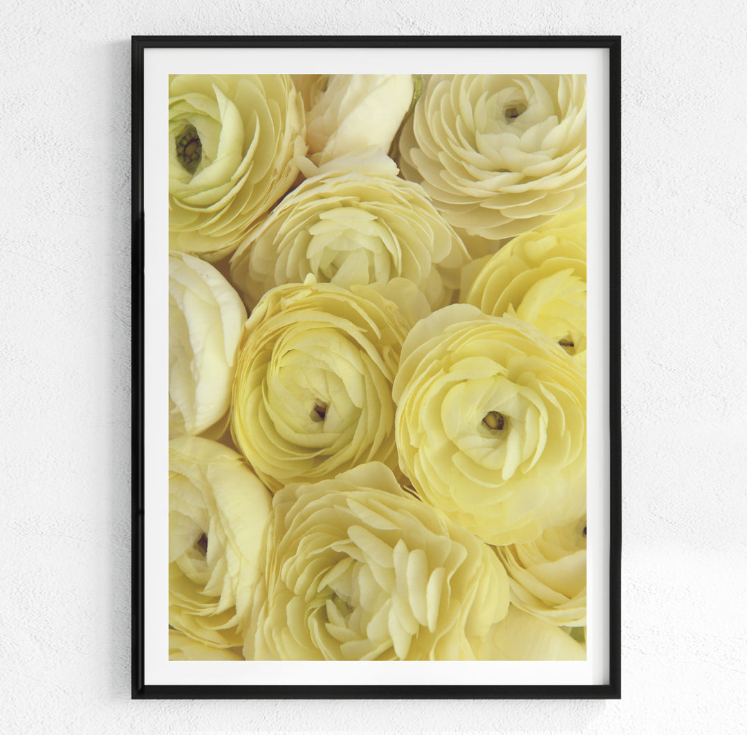 LEMON RANUNCULUS
