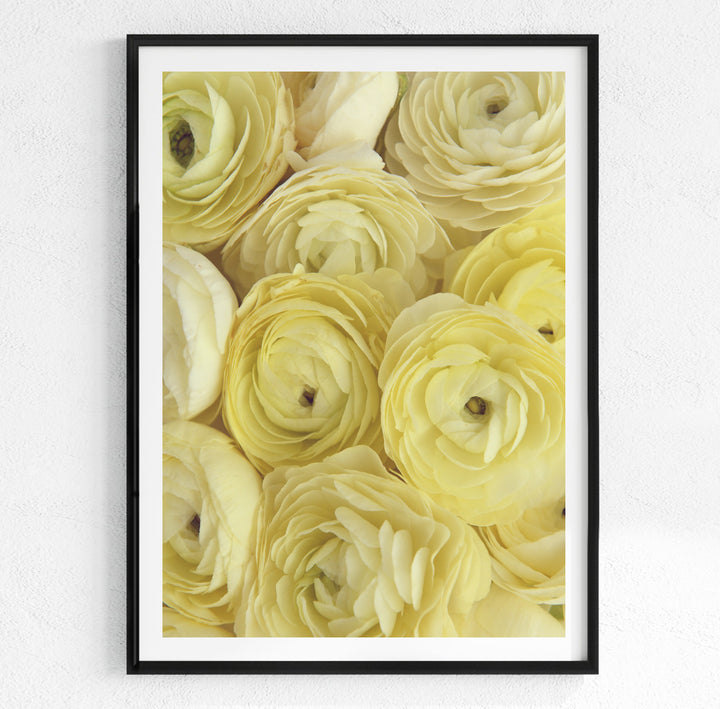 LEMON RANUNCULUS