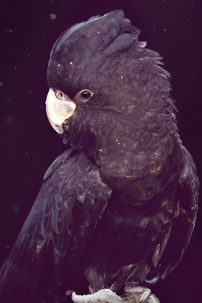 YELLOW TAILED BLACK COCKY II
