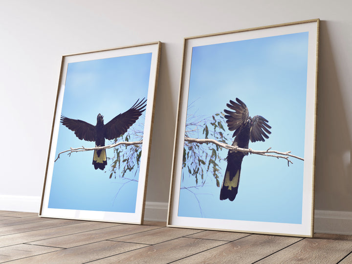 SET OF 2 - YELLOW TAILED BLACK COCKY