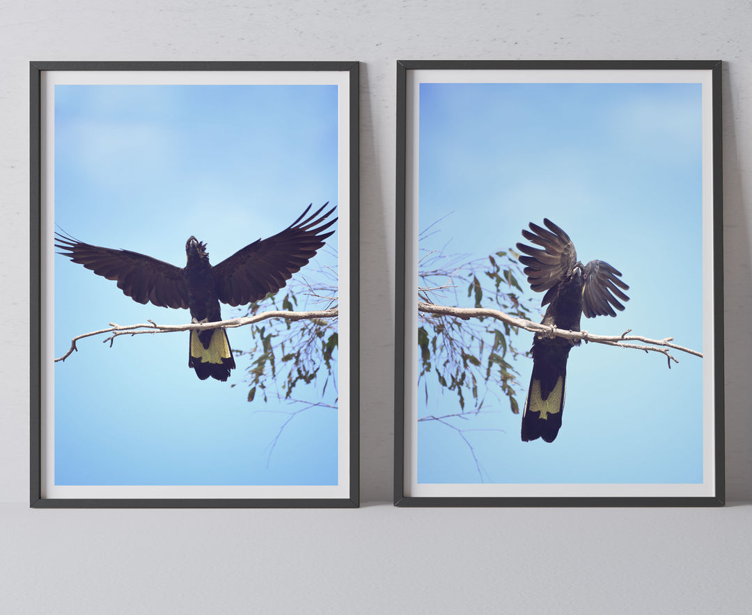 SET OF 2 - YELLOW TAILED BLACK COCKY