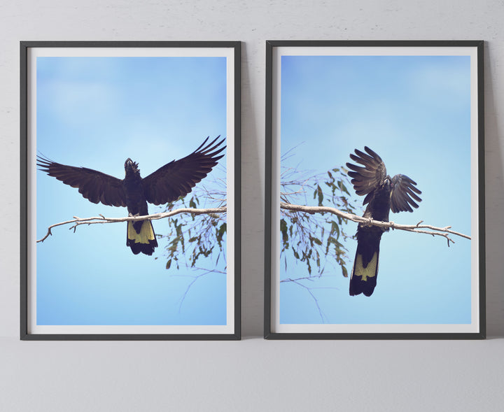 SET OF 2 - YELLOW TAILED BLACK COCKY